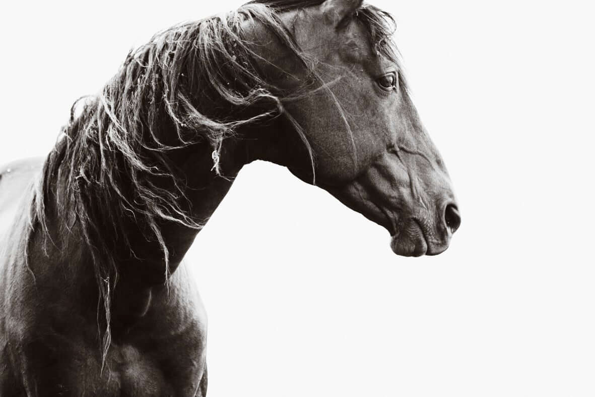 Black Beauty