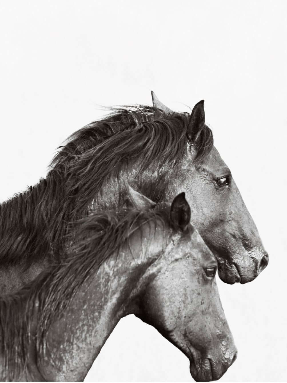 Mare Stallion