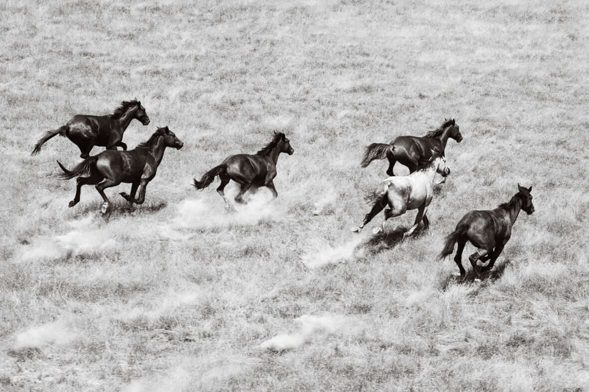Running Free