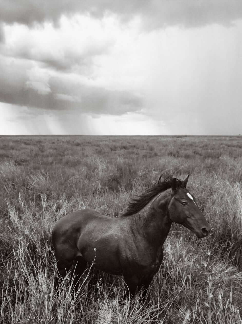 Solo Stallion