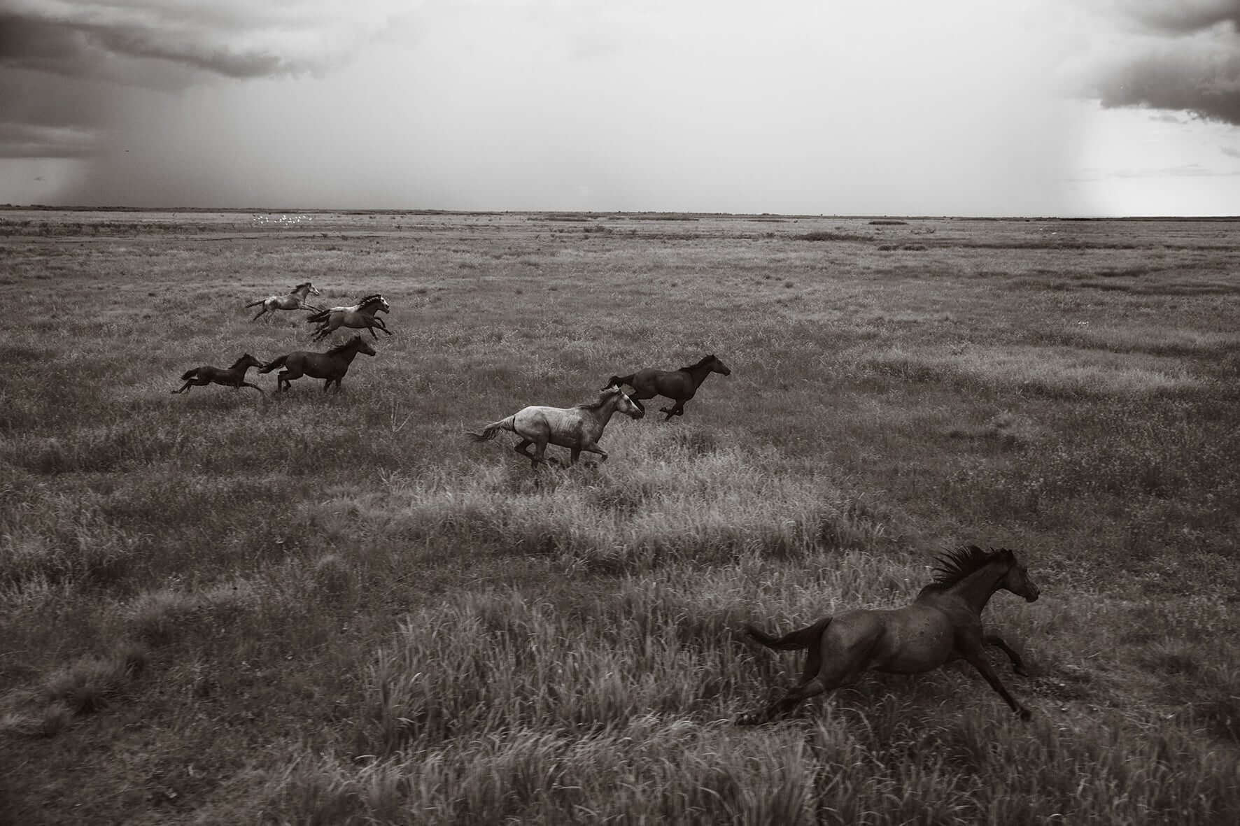Storm Horses