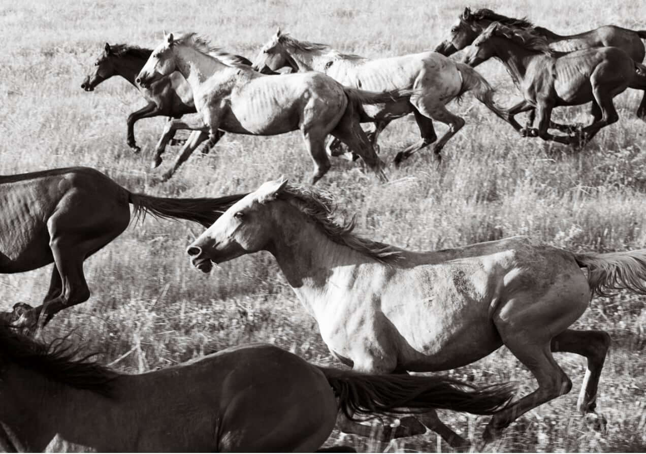Untamed