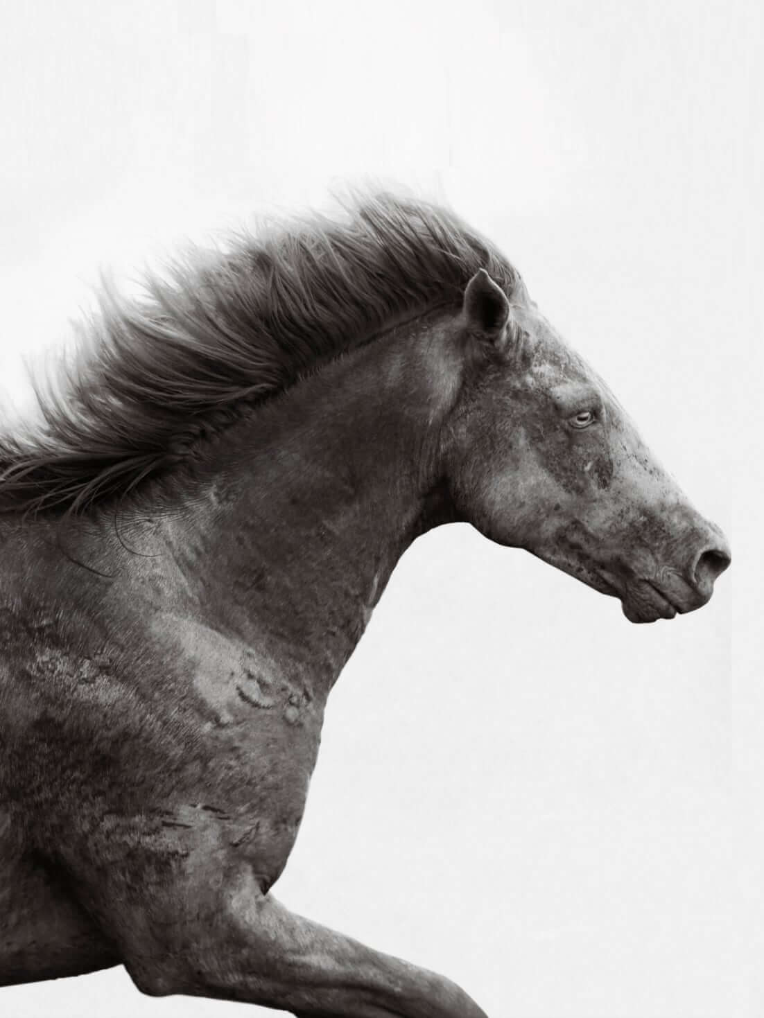 White Brumby