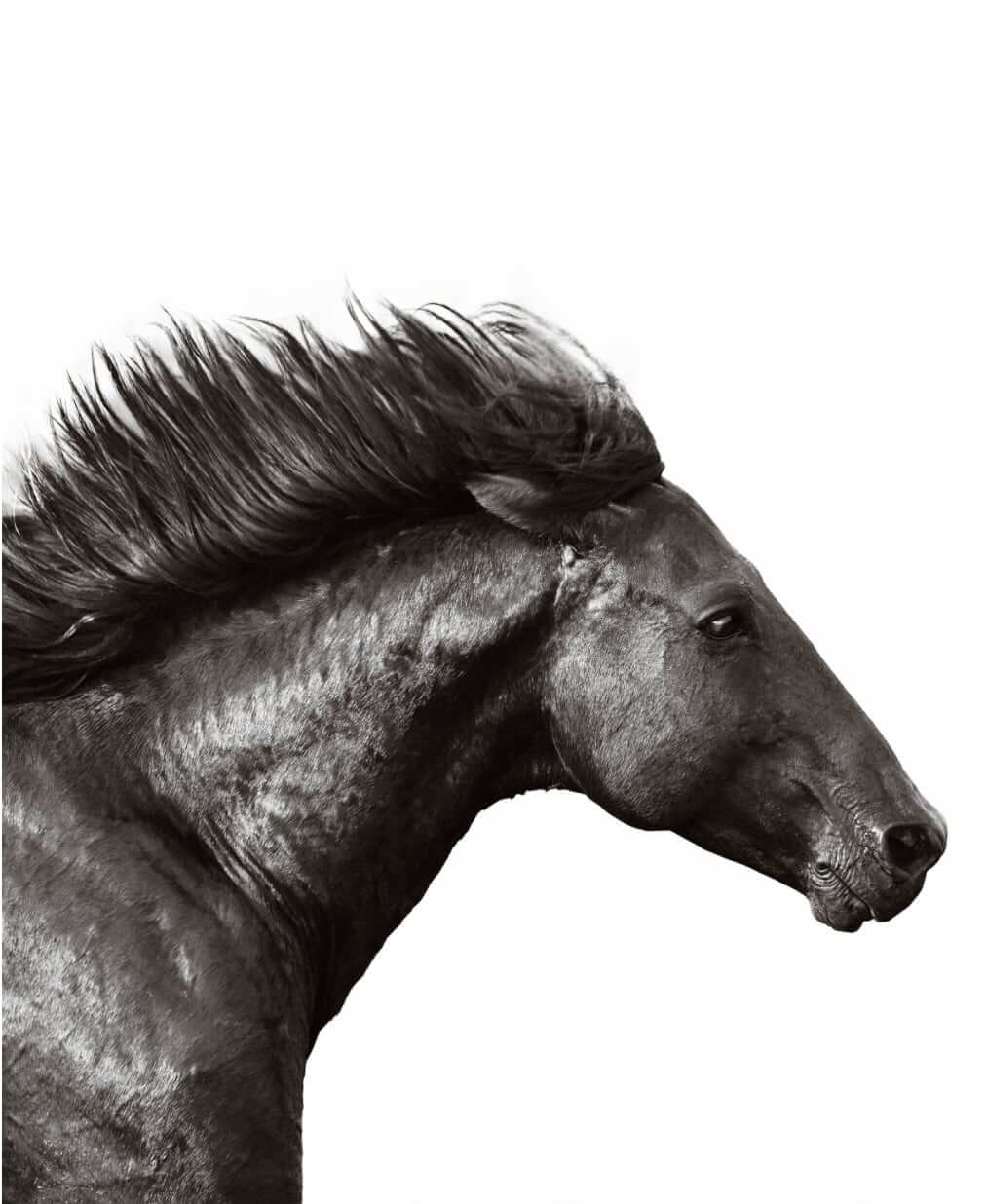 Wild Stallion
