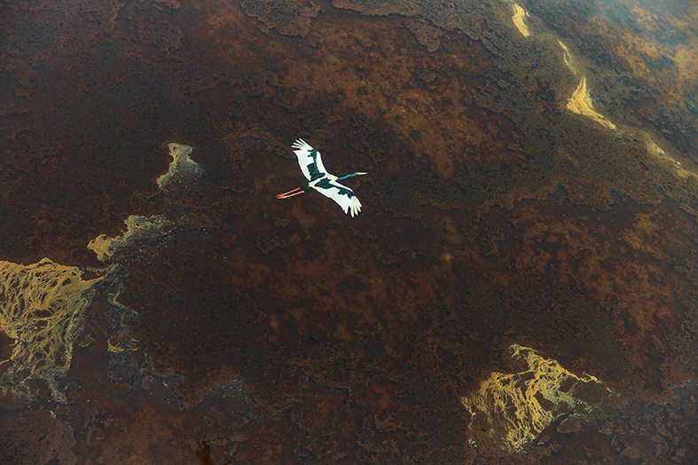 Jabiru
