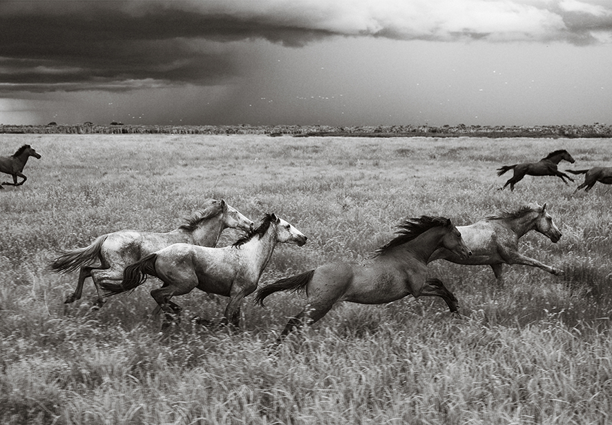 Storm Horses 2